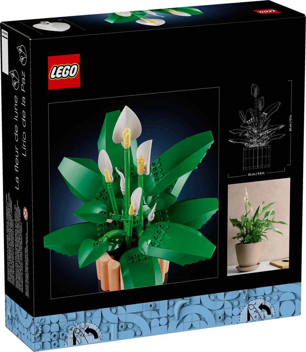 11504 - Lepelplant