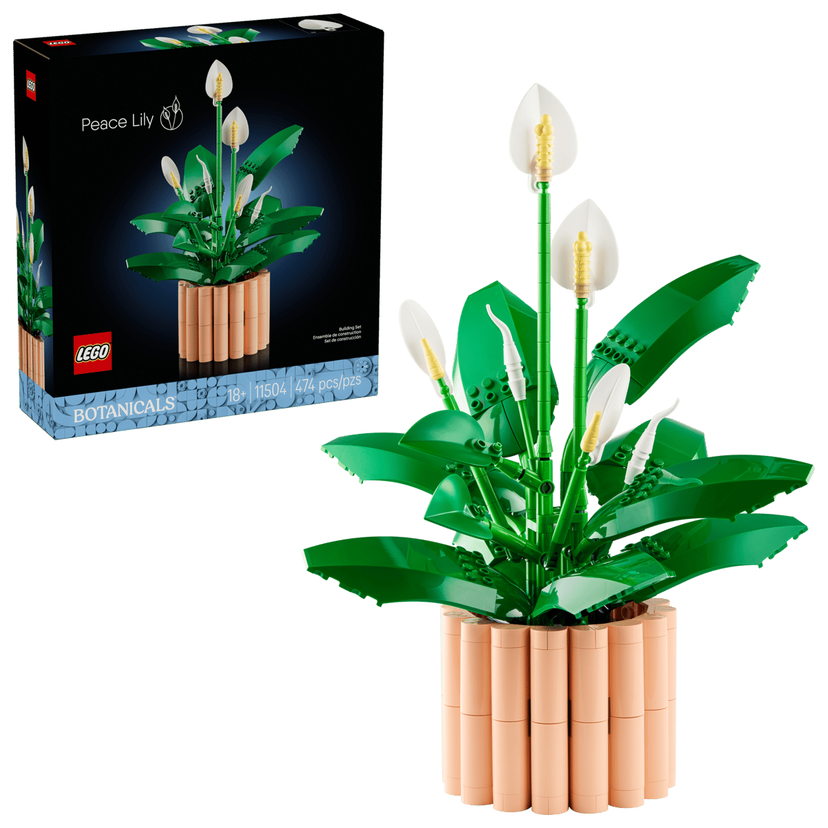 11504 - Lepelplant